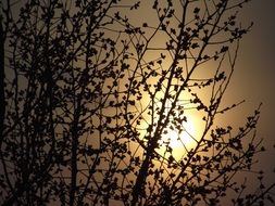 the yellow sun in the fog shines through the branches