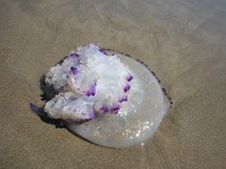 purple jellyfish on wet sand