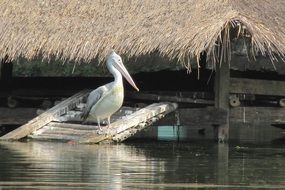 living pelican bird in the zoo