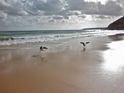 birds on the wet sand by the sea
