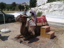 camel attraction for tourists