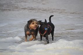 dogs on the beach dog