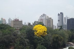 yellow tree among green ones in city at cloudy day