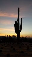 Backlight on the cactus