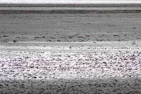 white sand on the beach close-up
