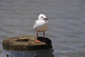 seagull sits on a wooden breakwater in the ocean