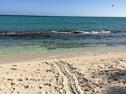 turtle prints on the beach