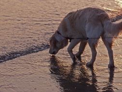 the dog drinks water from the north sea