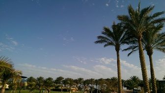 palm trees on the beach in egypt