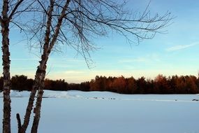 winter sunset with blue snow, sky and distant forest