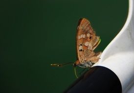 Closeup photo of butterfly sitting