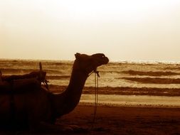 evening photo of a camel on the shore of a sandy beach