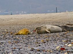 grey and yellow Navy seals sleeping on the beach