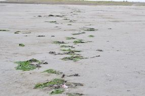 seaweed on the sandy beach