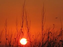 red setting sun in the grass