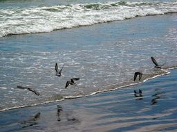 ocean birds