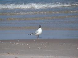 black headed seagull stays on beach at sea