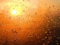 water drops in the sunset light