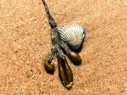 beach shell