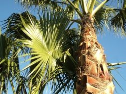 palm tree at blue sky