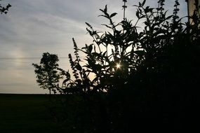 silhouettes of plants at sunset in summer