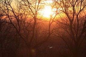 yellow sunset through the trees in the savannah
