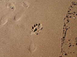 human foot print on wet sand