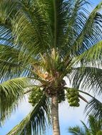 green coconut on top of palm tree