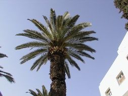 lush palm at white building, tunisia, Sidi Bou Said