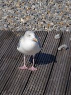 white seagull on the boardwalk