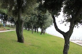 trees on green grass in the park