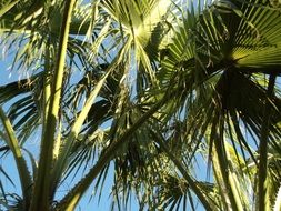 holiday under the palm tree