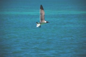 tropical gull flies over the ocean