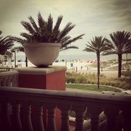 palm trees on the tourist coast