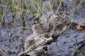 driftwood marsh