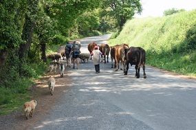 herd of pets on camino road