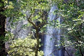waterfall among the trees