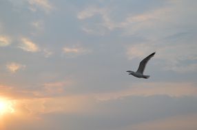 seagull in sky, sunset in Clouds