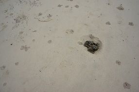 Crab in the sand on the beach