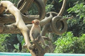monkey on dry tree, myanmar, yangon