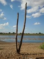 dry tree on the banks of the Elbe