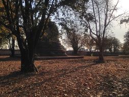 autumn leaves in a tourist park