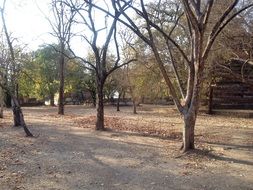 bare tree in the park