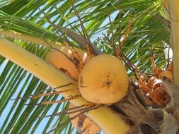 coconut palm tree with fruits, detail