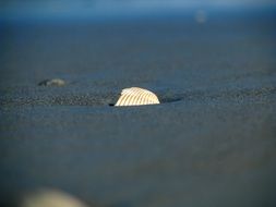 white scallop’s shell on gray sand