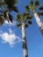 green palm trees in portugal