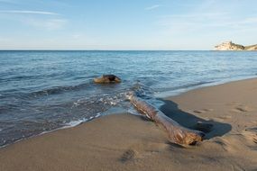 Picture of the wood on a coast