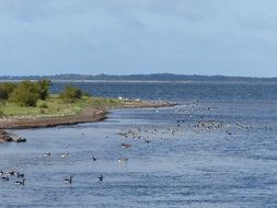 birds on the coast