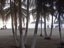 palm trees on the beach in colombia