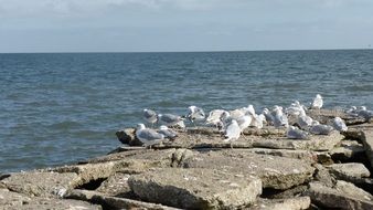 north sea gulls